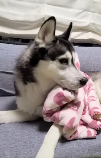 ワンちゃんも頭を起こす▶なにが起きたのかわからない様子で…（⇒次へ）