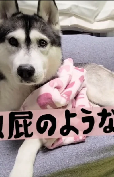 きょとんとした表情▶普段から仲良しな2匹（⇒次へ）