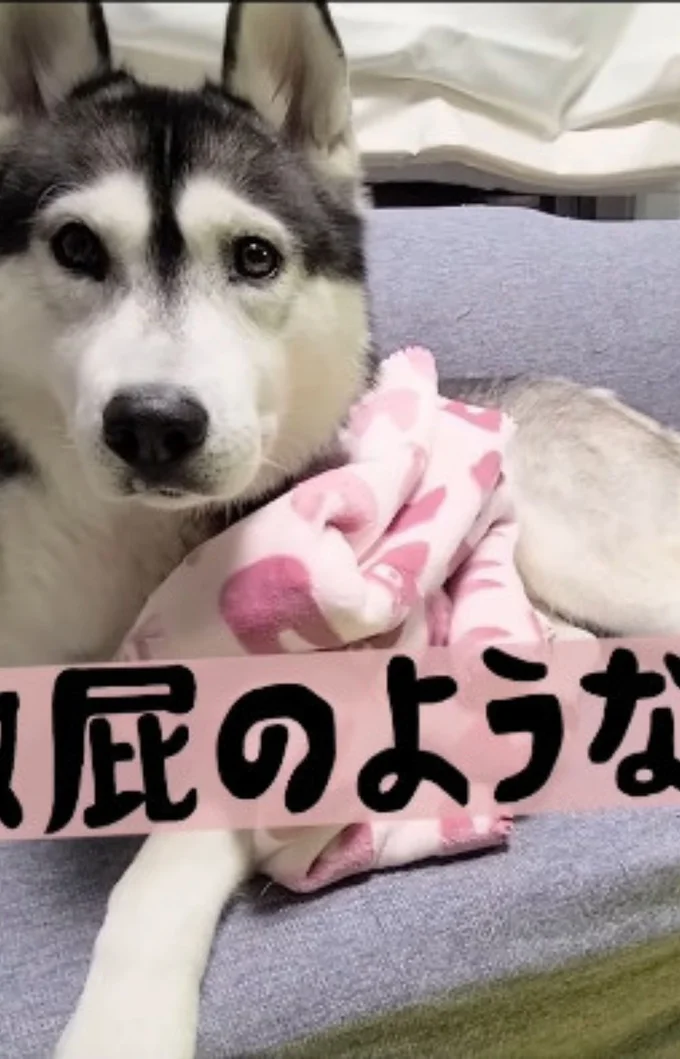 きょとんとした表情▶普段から仲良しな2匹(⇒次へ)