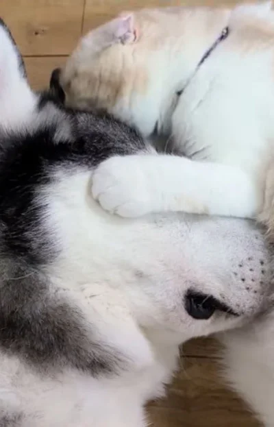 ぴったりとくっついている▶ワンちゃんの頭を…（⇒次へ）