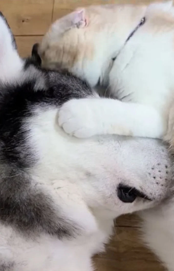 ぴったりとくっついている▶ワンちゃんの頭を…(⇒次へ)