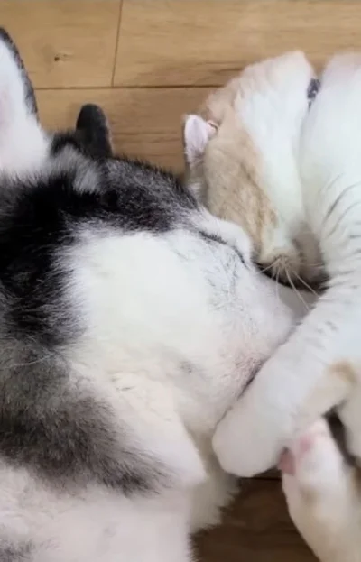 頭を舐められ口元を蹴られるも、起きないワンちゃん▶（次画像から犬のこまちと猫のタビとのほっこりライフ描いた『まめきちまめこニートの日常　こまちとタビ1』が読めます）