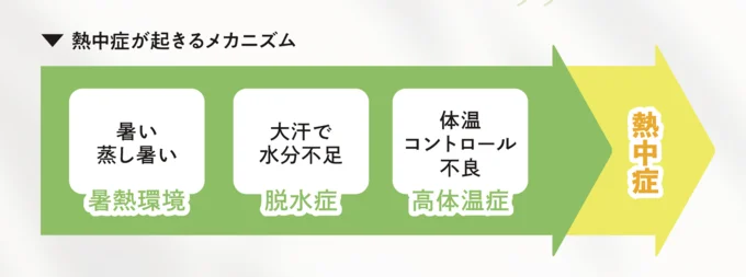 熱中症が起きるメカニズムをおさらい!