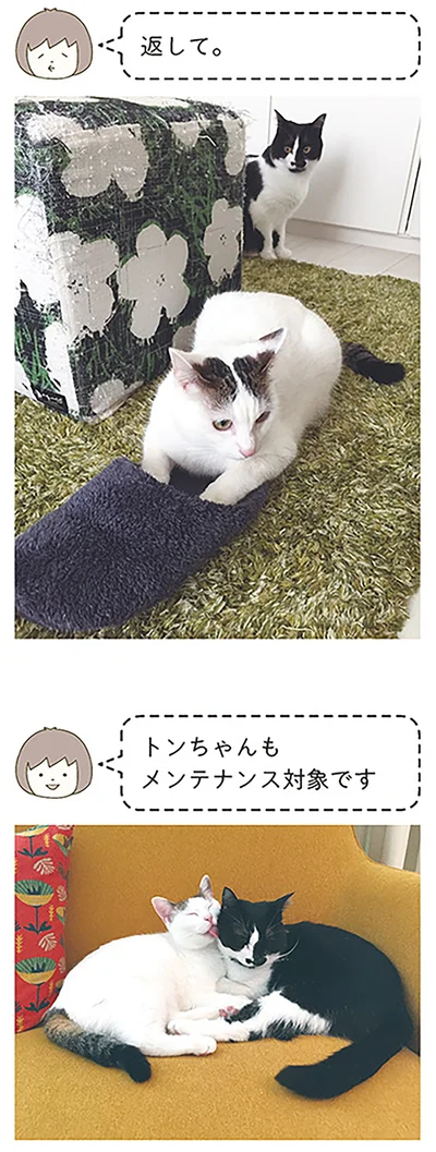 『うちの猫がまた変なことしてる。』より