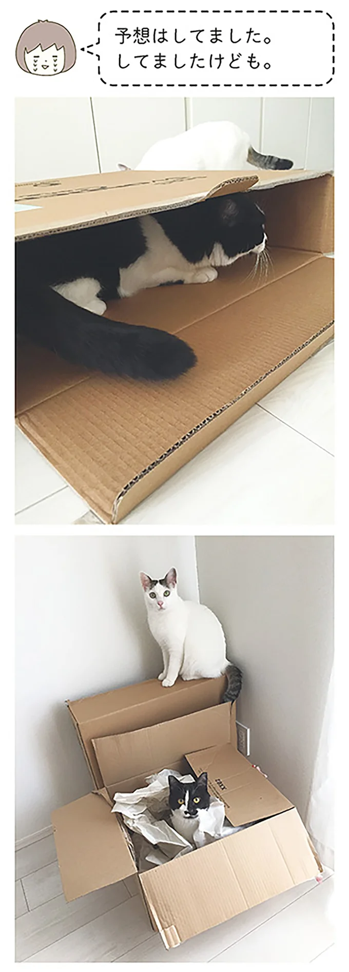 『うちの猫がまた変なことしてる。』より