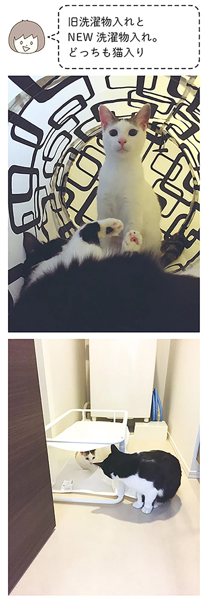 『うちの猫がまた変なことしてる。』より