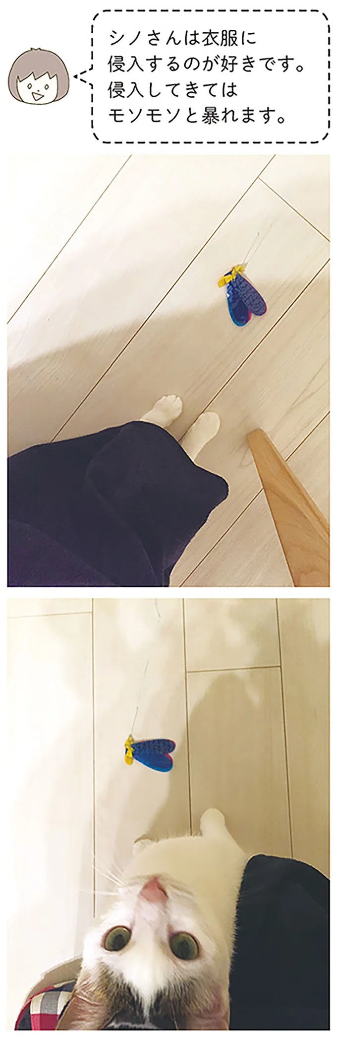 『うちの猫がまた変なことしてる。』より