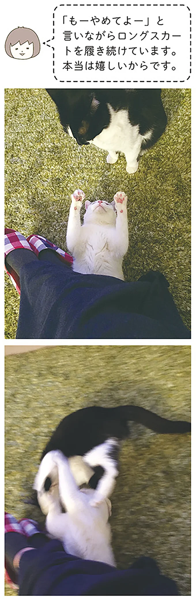 『うちの猫がまた変なことしてる。』より
