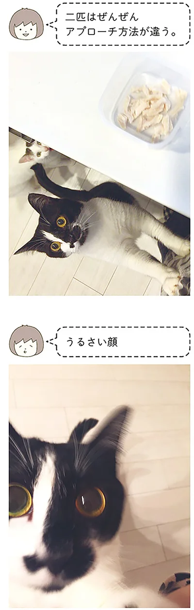 『うちの猫がまた変なことしてる。』より