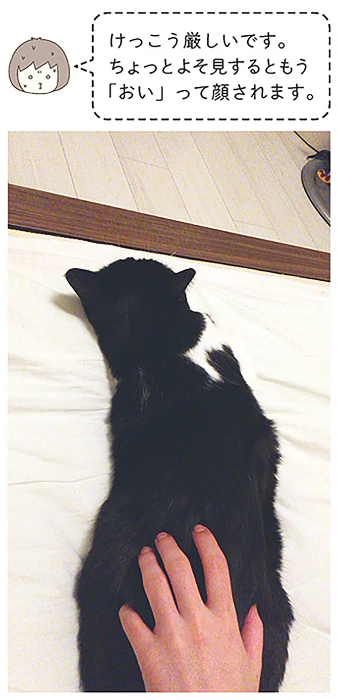 『うちの猫がまた変なことしてる。』より