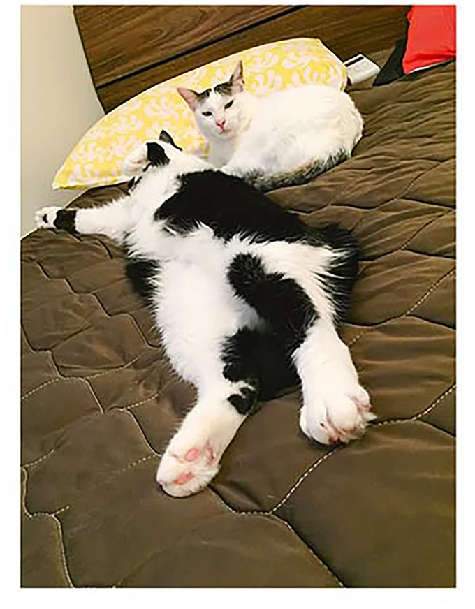 『うちの猫がまた変なことしてる。2』より
