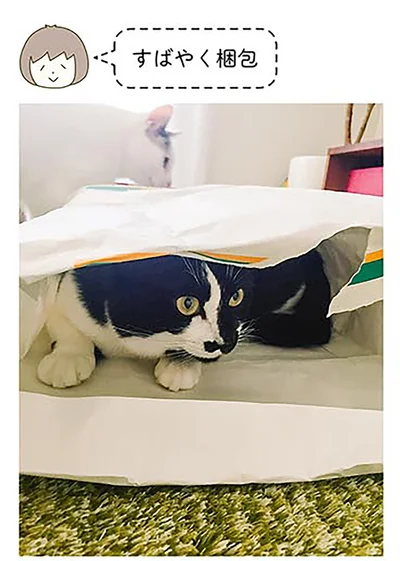 『うちの猫がまた変なことしてる。2』より