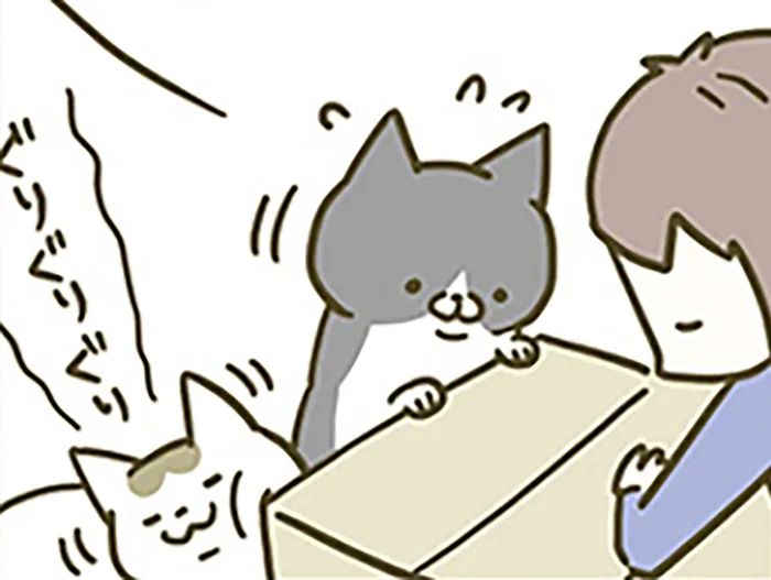 うちの猫に大人気な通販のダンボール。いつの間にか形状が進化していたようで？