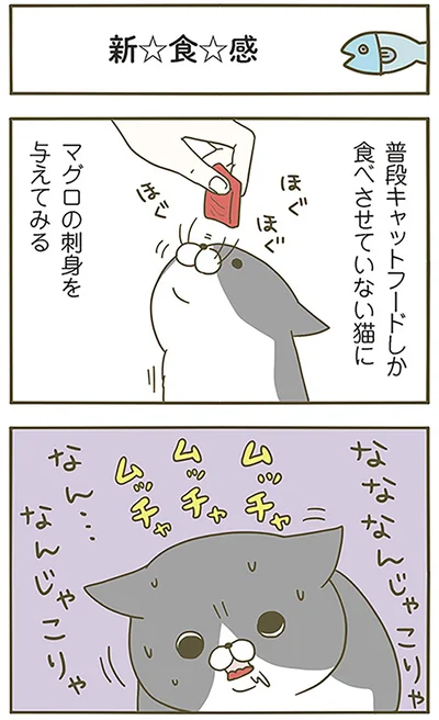 新☆食☆感