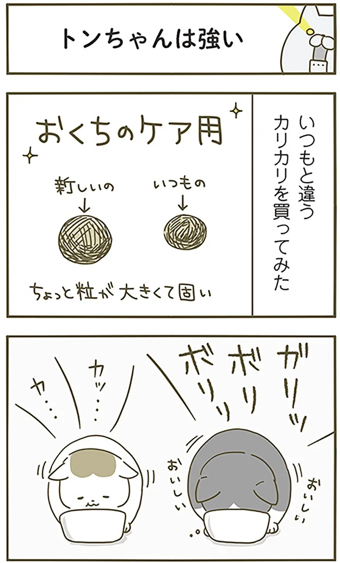 トンちゃんは強い