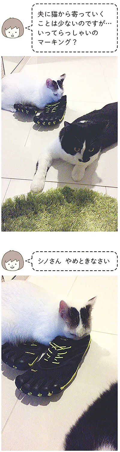 やめときなさい