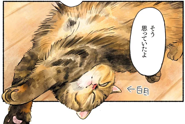 クールな生き物だと思っていたのに。白目姿も愛おしい我が家の猫