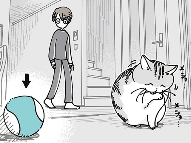 遊びたいわけではなさそうなのに。ボールのおもちゃをそばに置いているネコの謎