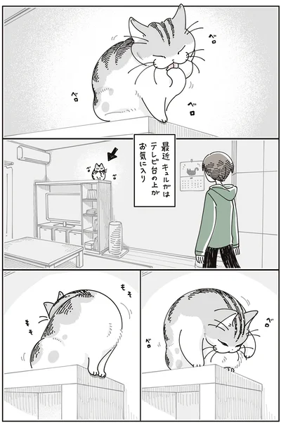 テレビ台の上がお気に入り