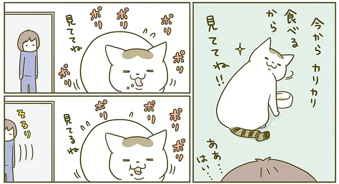 今からカリカリ食べるから