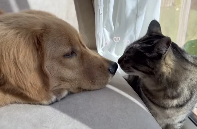 猫ちゃんのマネをしたいワンちゃん(⇒次へ)