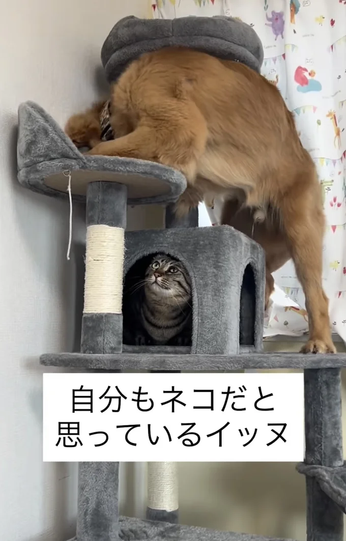 上を気にする猫ちゃん(⇒次へ)