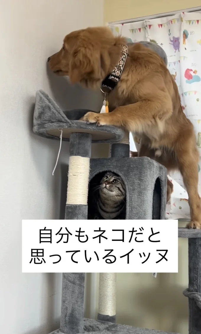 居心地のいい場所を探すワンちゃん▶猫用なのに…(⇒次へ)