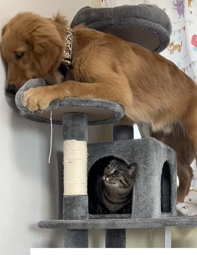 どうしても乗りたい▶猫ちゃんがついに…（⇒次へ）