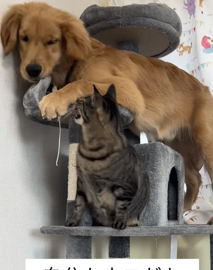 「シャー!」と一喝▶怒られて…(⇒次へ)