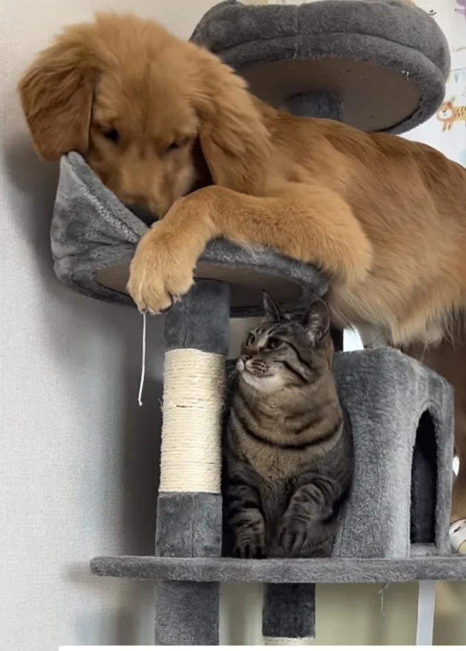 一瞬怯むワンちゃん▶前足が…(⇒次へ)