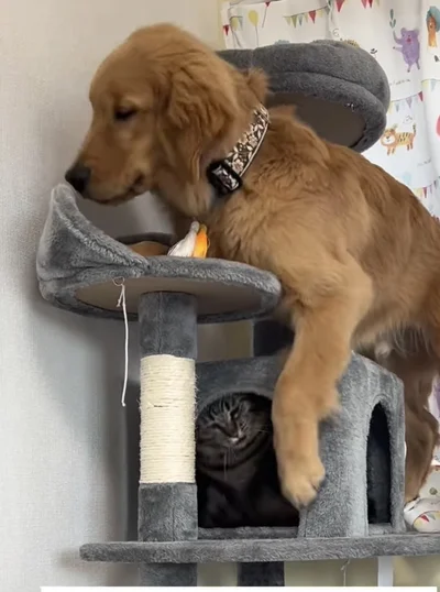 足が滑って猫ちゃんの近くまで落ちた▶すかさず…（⇒次へ）