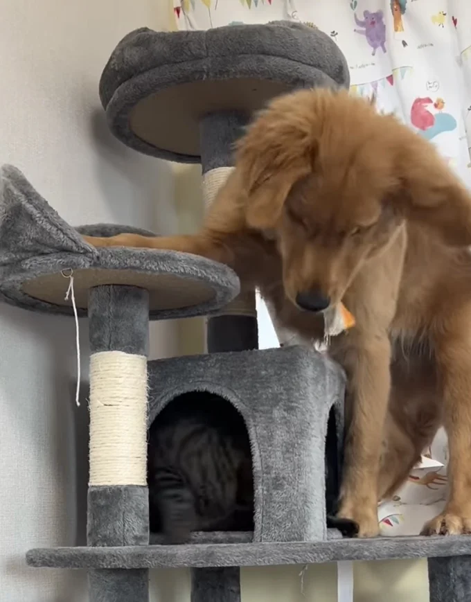 猫パンチ炸裂▶バランスを崩し…(⇒次へ)