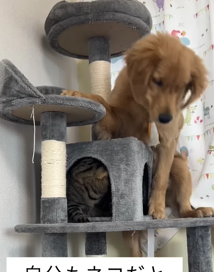 足が落ちてしまった▶自力で降りられなくなり…(⇒次へ)