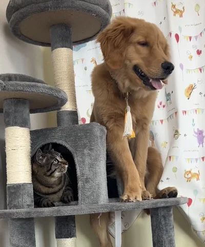 飼い主さんに助けを求める▶ふだんはツンデレだけど！？（⇒次へ）