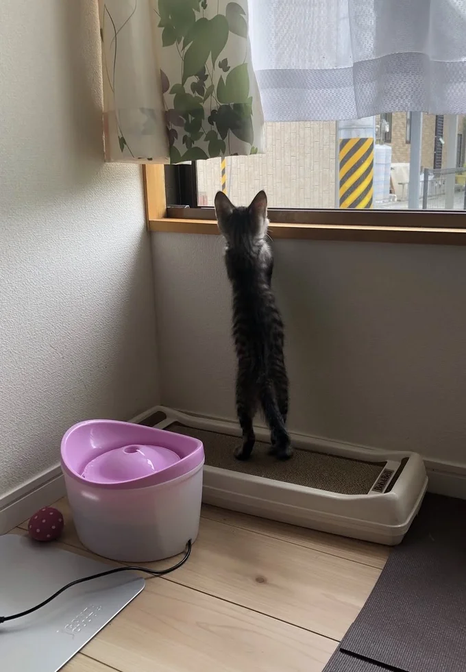 同じように窓辺に立つ猫ちゃん▶お姉ちゃんの近くに行きたい!?(⇒次へ)