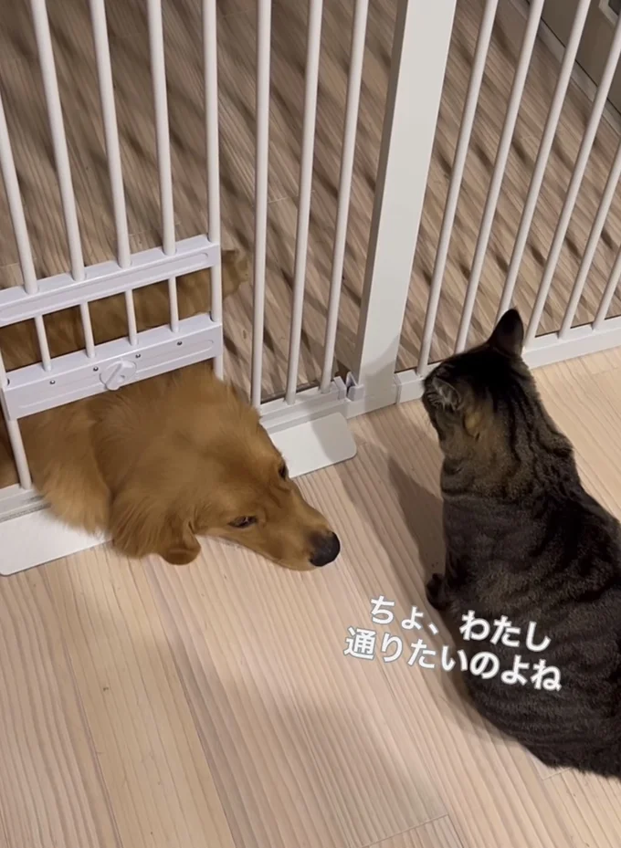 猫用ゲートを通ろうとするワンちゃん▶ゲートを通りたいのに…(⇒次へ)