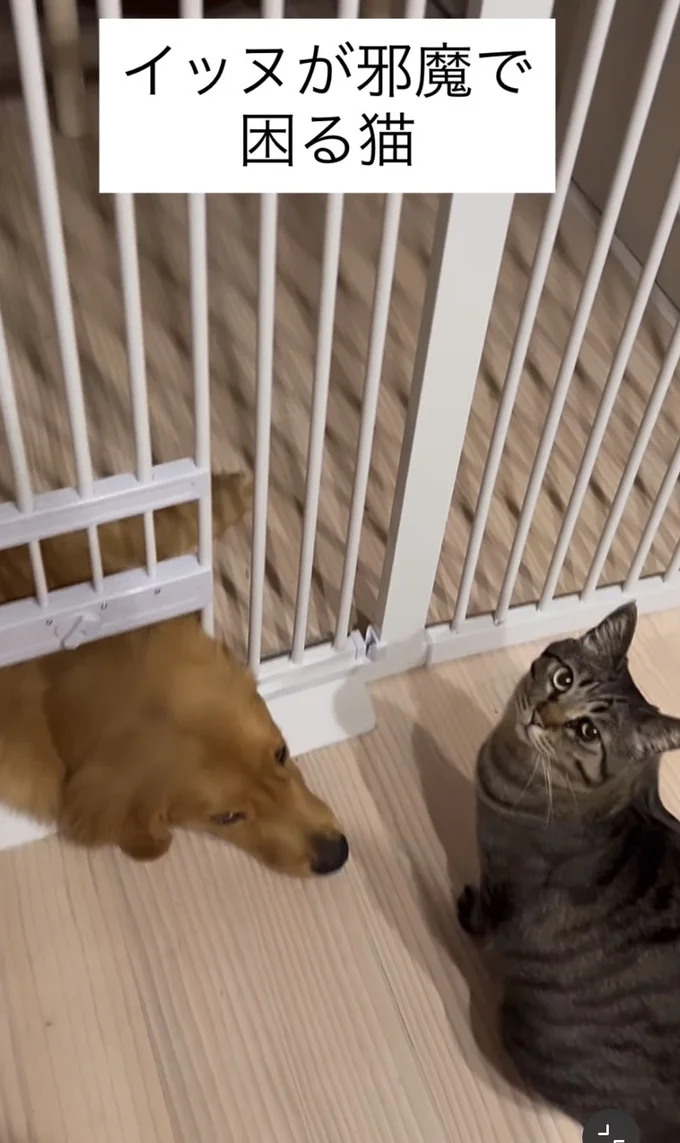通れなくて立ち往生▶(次画像からブゥンと鼻を鳴らす犬のこまちと、元気いっぱいな猫のタビとのほっこりライフ『まめきちまめこニートの日常 こまちとタビ1』が読めます)