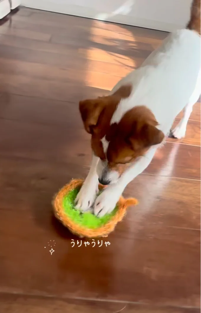 木の床をゴシゴシ▶どんな道具だって使いこなす(⇒次へ)