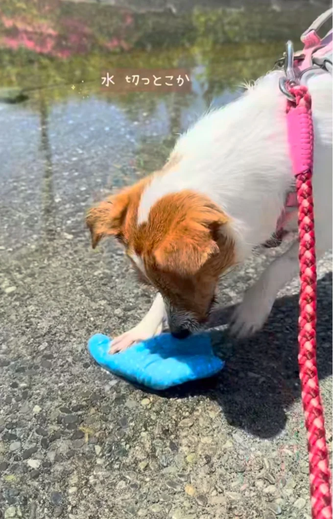 水切りまで手を抜きません▶(次画像からマイペースな柴犬のコミックエッセイ『柴犬ぽんちゃん、今日もわが道を行く』が読めます)