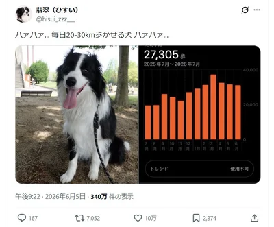 毎日20-30㎞歩かせる犬▶余裕の表情の翡翠くん（⇒次へ）