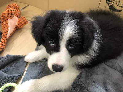 小さいころからこの表情でした▶じっと見つめる視線の先は、飼い主さん？（⇒次へ）