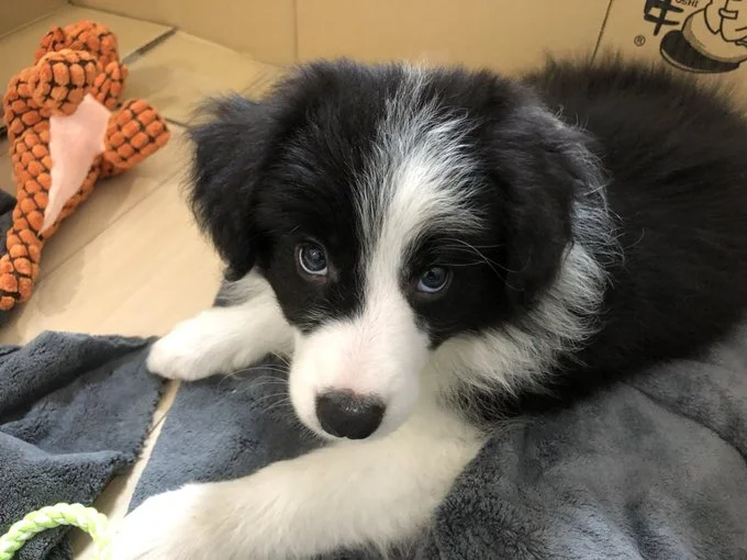 小さいころからこの表情でした▶じっと見つめる視線の先は、飼い主さん?(⇒次へ)