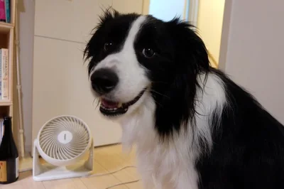 夏がきた！▶おもちゃを咥えてアピール（⇒次へ）