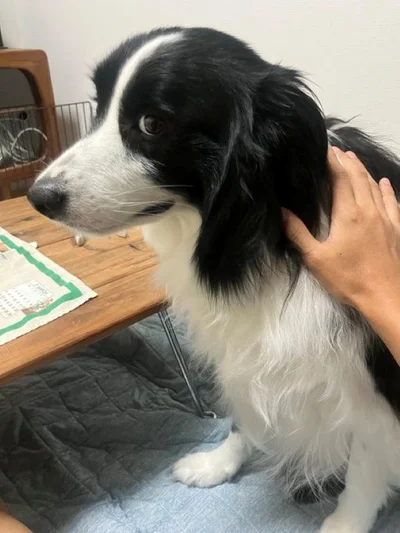 「雨が落ち着くまでは散歩待ってね」▶（次画像から「うちの犬」だいすきショートコメディ『あしょんでよッ〜うちの犬ログ〜10』が読めます）
