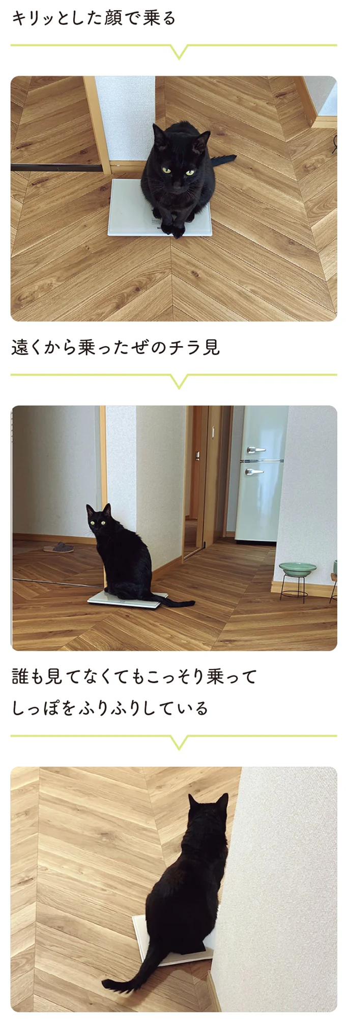 『黒猫ろんと暮らしたら5』より