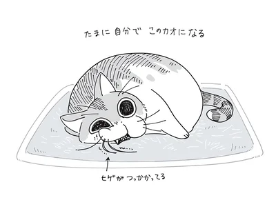 『夜は猫といっしょ』より