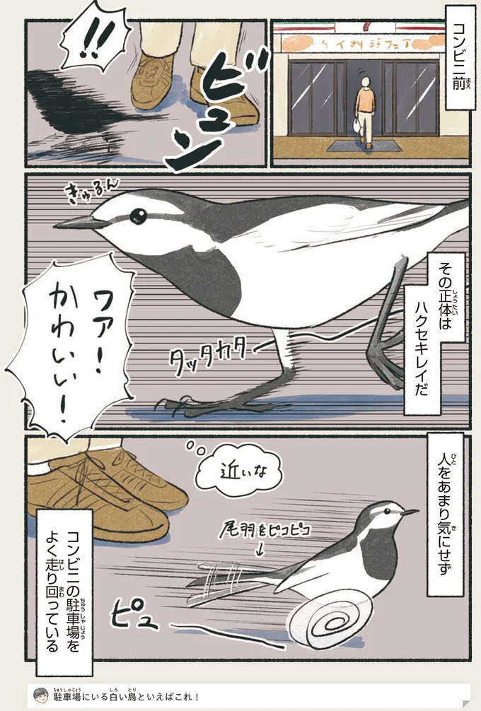 『意外と知らない鳥の生活』より