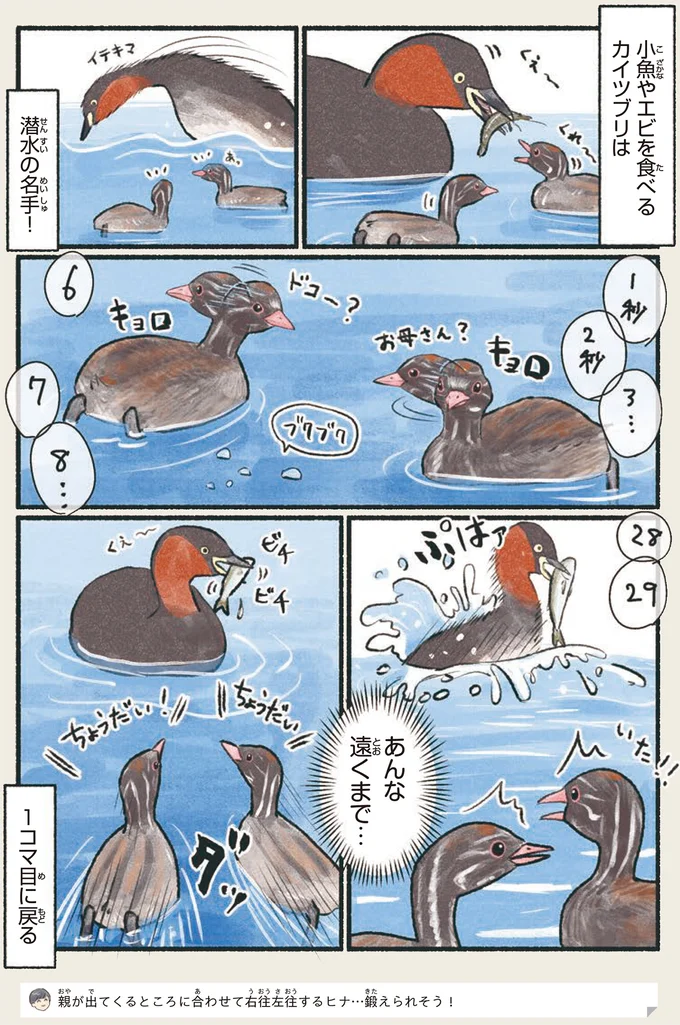 『意外と知らない鳥の生活』より