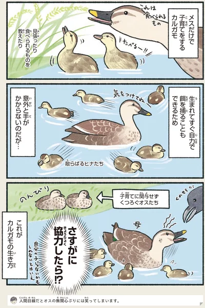 『意外と知らない鳥の生活』より