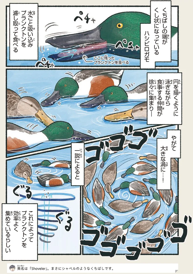 『意外と知らない鳥の生活』より